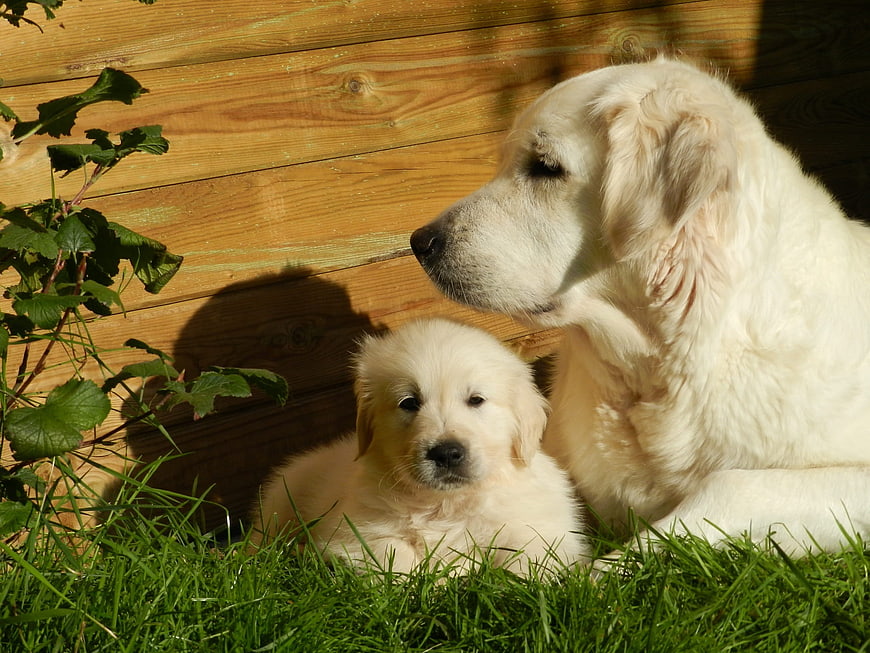 Golden Retriever Mother and Puppy Resting in Grass