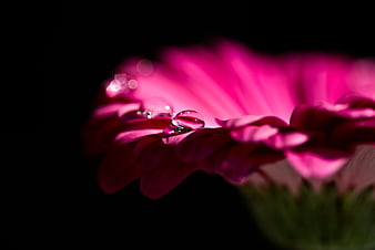 Close-up of pink flower petal with water droplets on black background