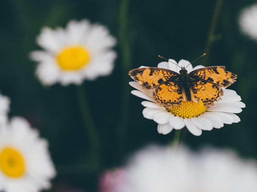 Orange Butterfly on White Daisy in Garden