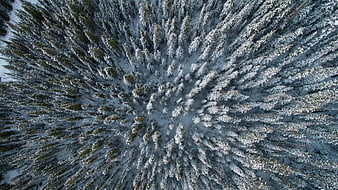 Aerial View of Snow-Covered Pine Forest in Winter