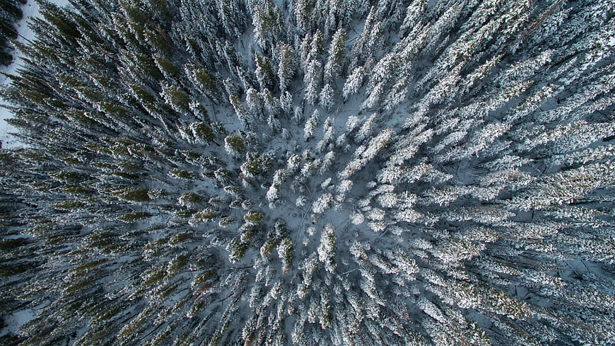 Aerial View of Snow-Covered Pine Forest in Winter