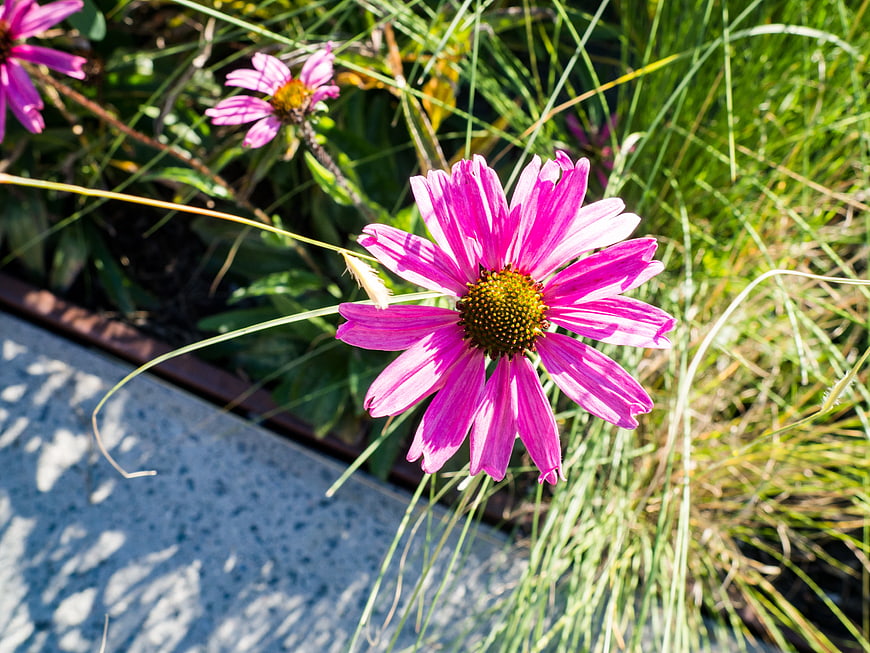 Vibrant Pink Coneflower in Sunlit Garden Bed