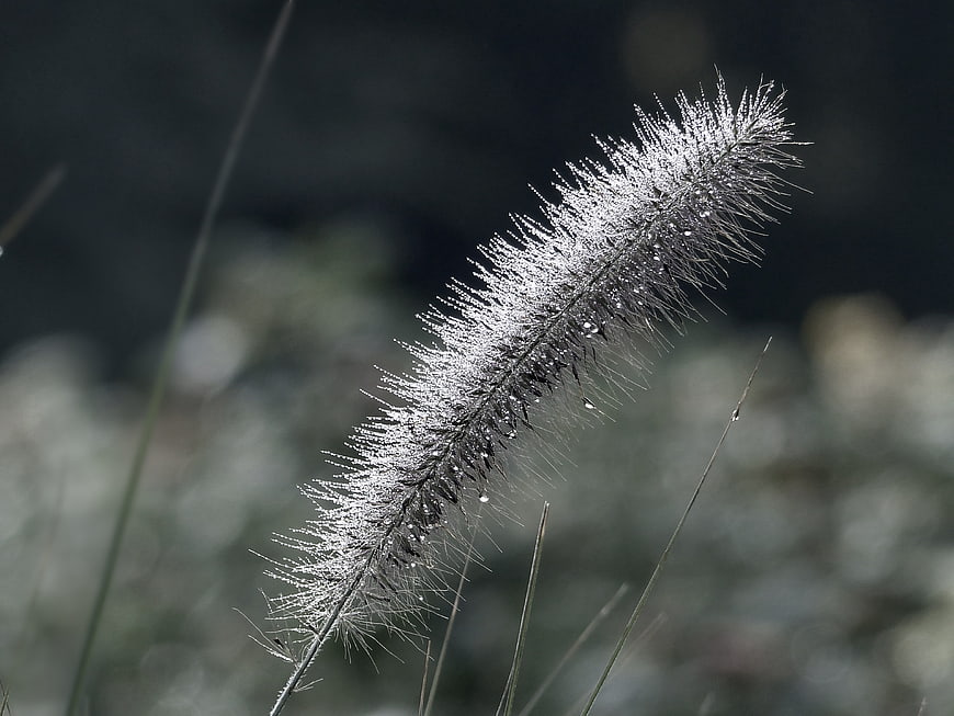 Close-up of wet foxtail grass with dew drops
