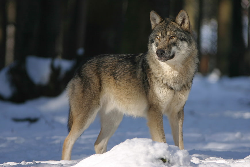 Gray Wolf Standing in Snowy Forest Winter Wildlife