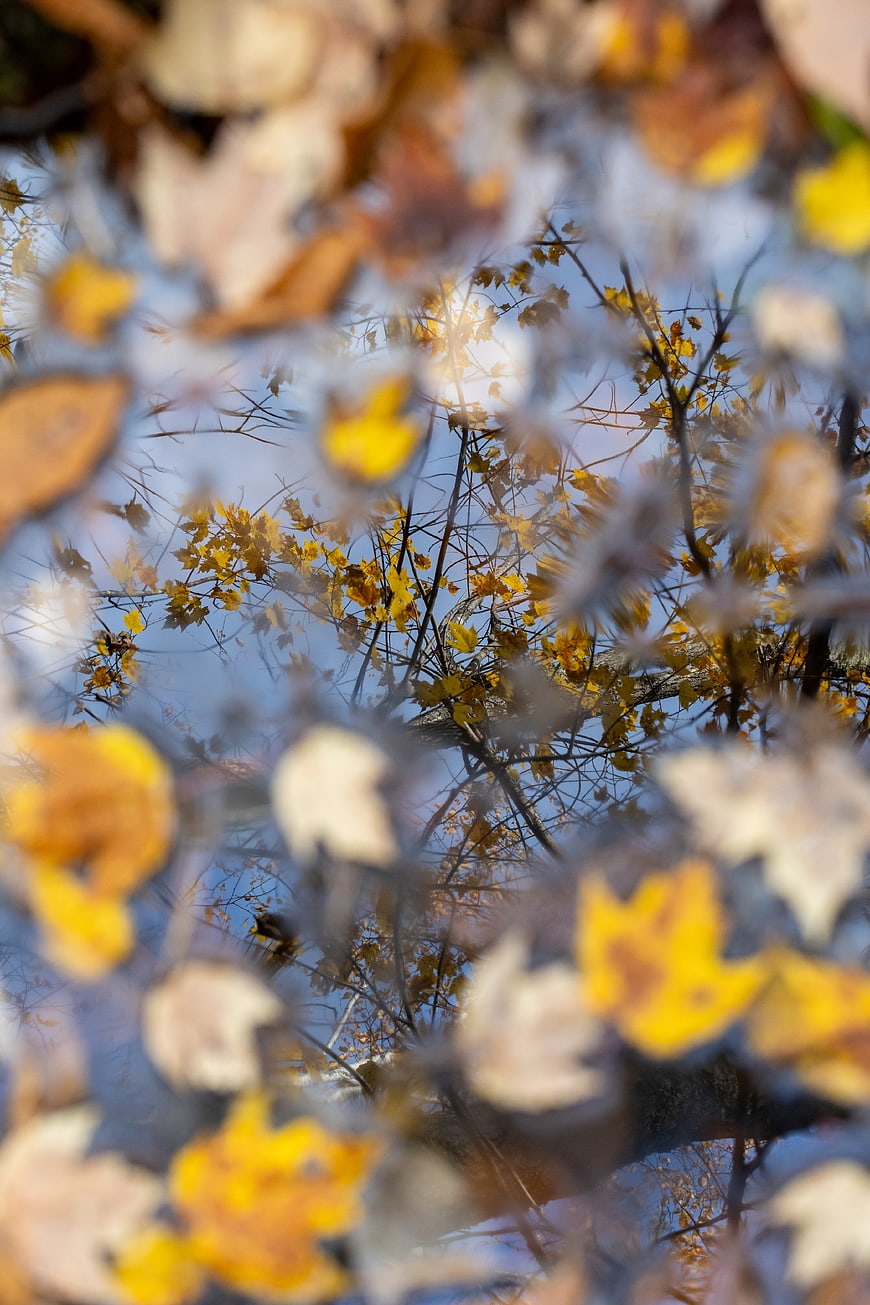 Autumn leaves floating in a puddle reflecting trees and sky