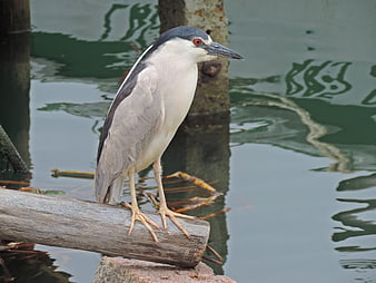 Black-crowned Night Heron Perched on Log by Water