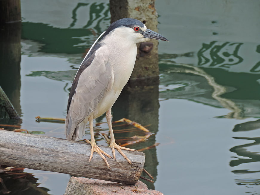 Black-crowned Night Heron Perched on Log by Water