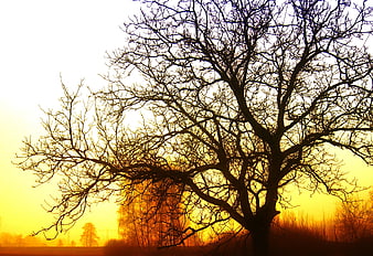Silhouette of bare tree branches against golden sunrise sky