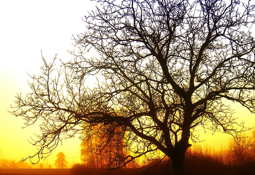 Silhouette of bare tree branches against golden sunrise sky