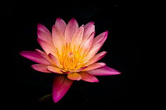 Pink Water Lily Bloom on Black Background