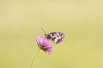 White Marbled Butterfly on Pink Clover Flower