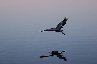 Blue Heron Flying Low Over Calm Water with Reflection
