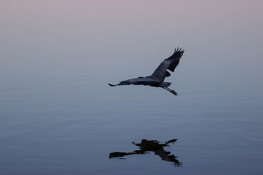 Blue Heron Flying Low Over Calm Water with Reflection
