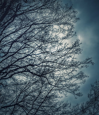 Silhouette of bare tree branches against a moody blue sky