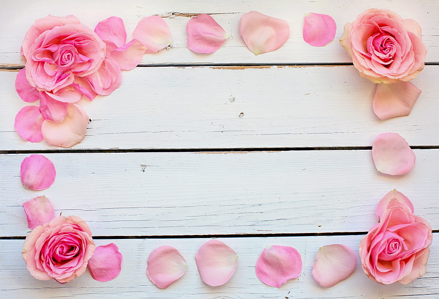 Pink Roses and Petals on White Wooden Background
