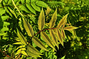 Close-up of vibrant green fern leaves in sunlight