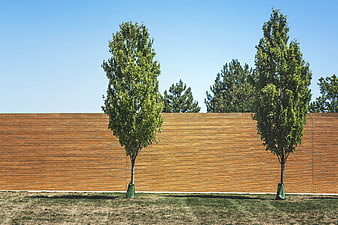 Two young trees in front of a long brick wall