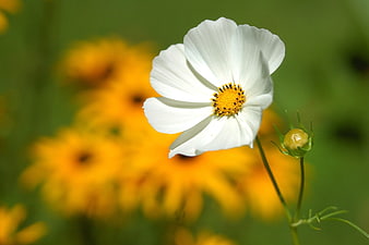 White Cosmos Flower Closeup with Yellow Background