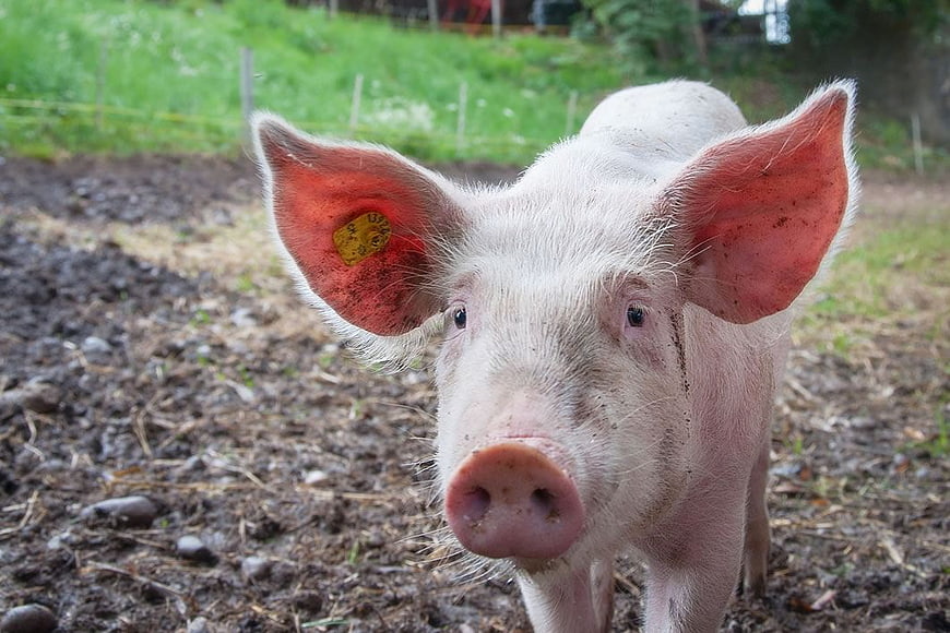 Cute Piglet with Big Ears on Farm