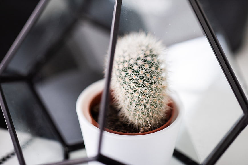 Small potted cactus inside geometric glass terrarium