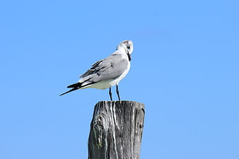 Seagull perched on wooden post against blue sky