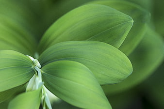 Close-up of vibrant green Solomon's seal leaves with soft focus background
