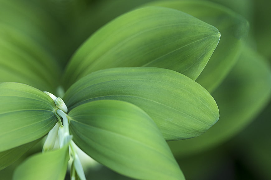 Close-up of vibrant green Solomon's seal leaves with soft focus background