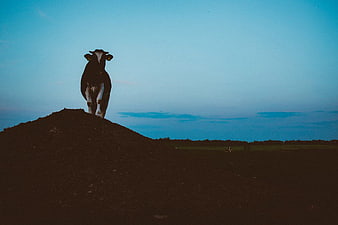 Cow Standing on Hill Against Blue Sky