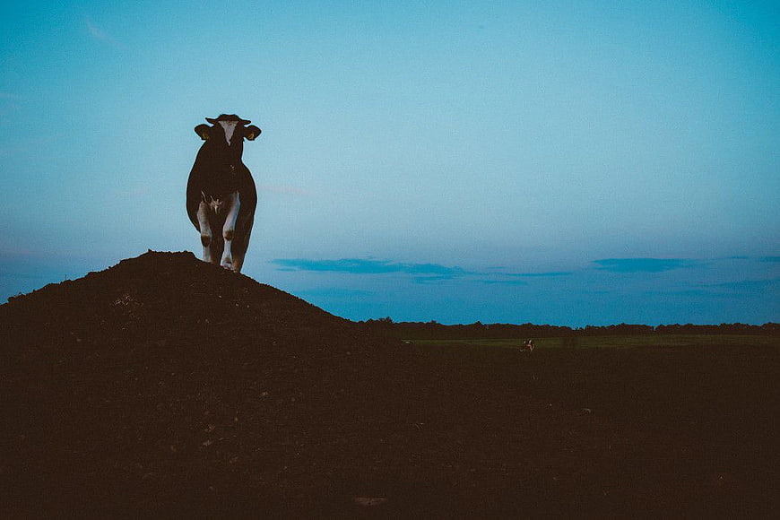 Cow Standing on Hill Against Blue Sky