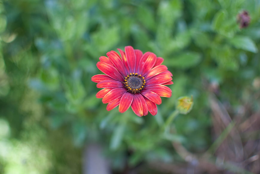 Vibrant Red Gerbera Daisy Close-Up on Green Background