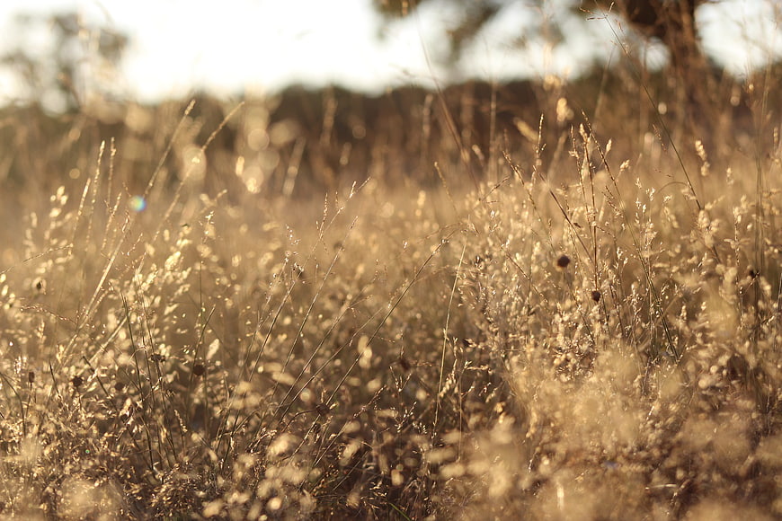 Golden Backlit Dry Grass Field With Soft Bokeh And Sun Flare