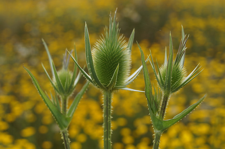 Close-up of Teasel Flower Buds in a Meadow