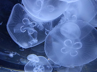 Translucent Moon Jellyfish Floating In Deep Blue Water