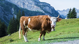 Brown and white cow with bell in alpine meadow