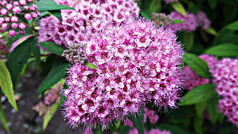 Close-up of vibrant pink spirea flowers in a garden