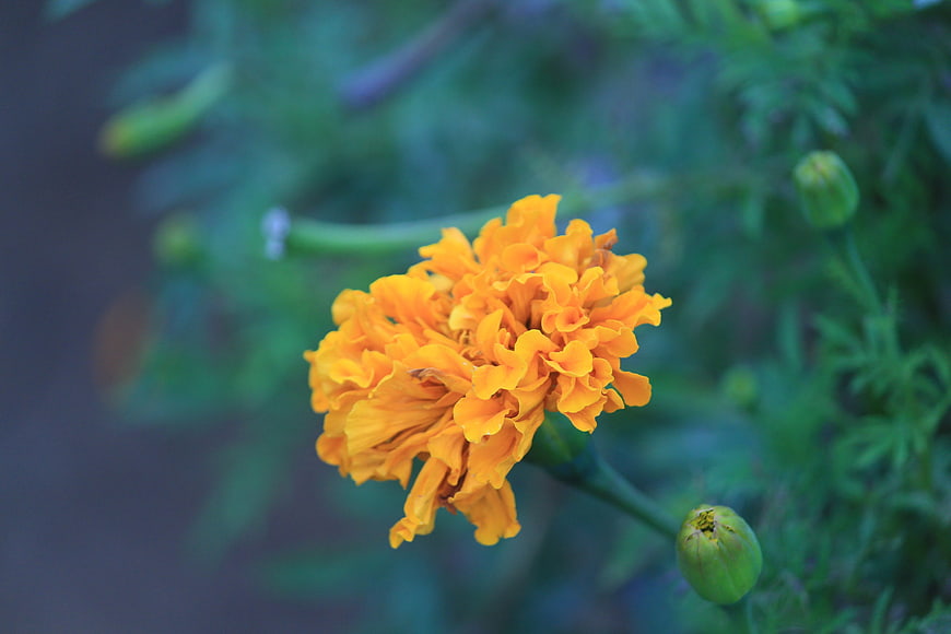 Vibrant Orange Marigold Flower with Green Background