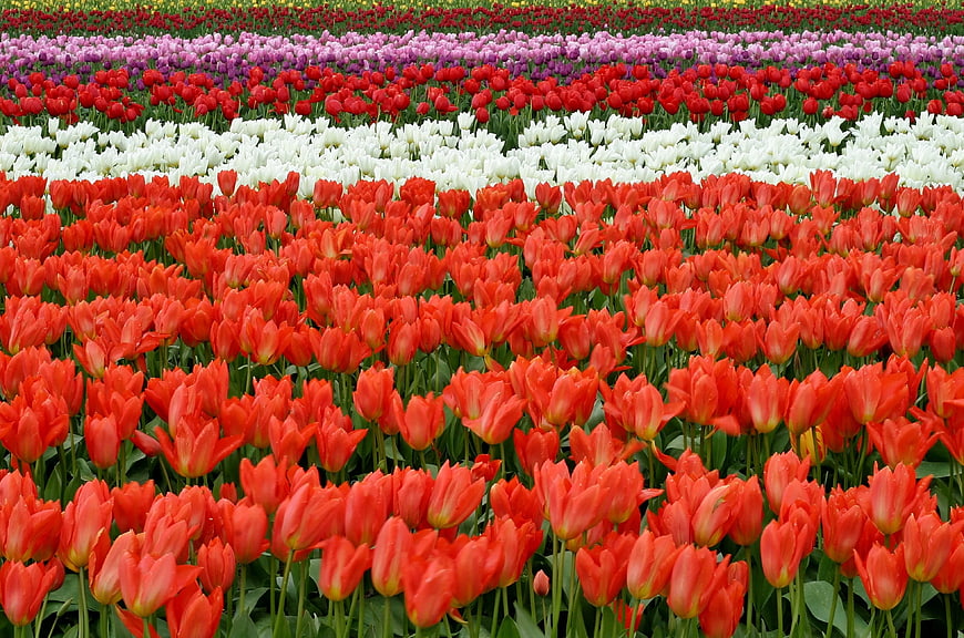 Vibrant Rows of Red, White, and Pink Tulips in a Field