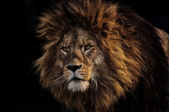 Majestic male lion portrait with dark background