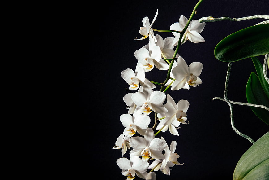 Elegant White Orchid Blooms on Dark Background