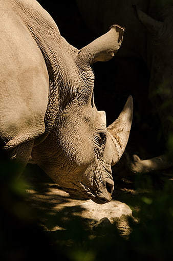 Close-up of a rhinoceros head in natural sunlight