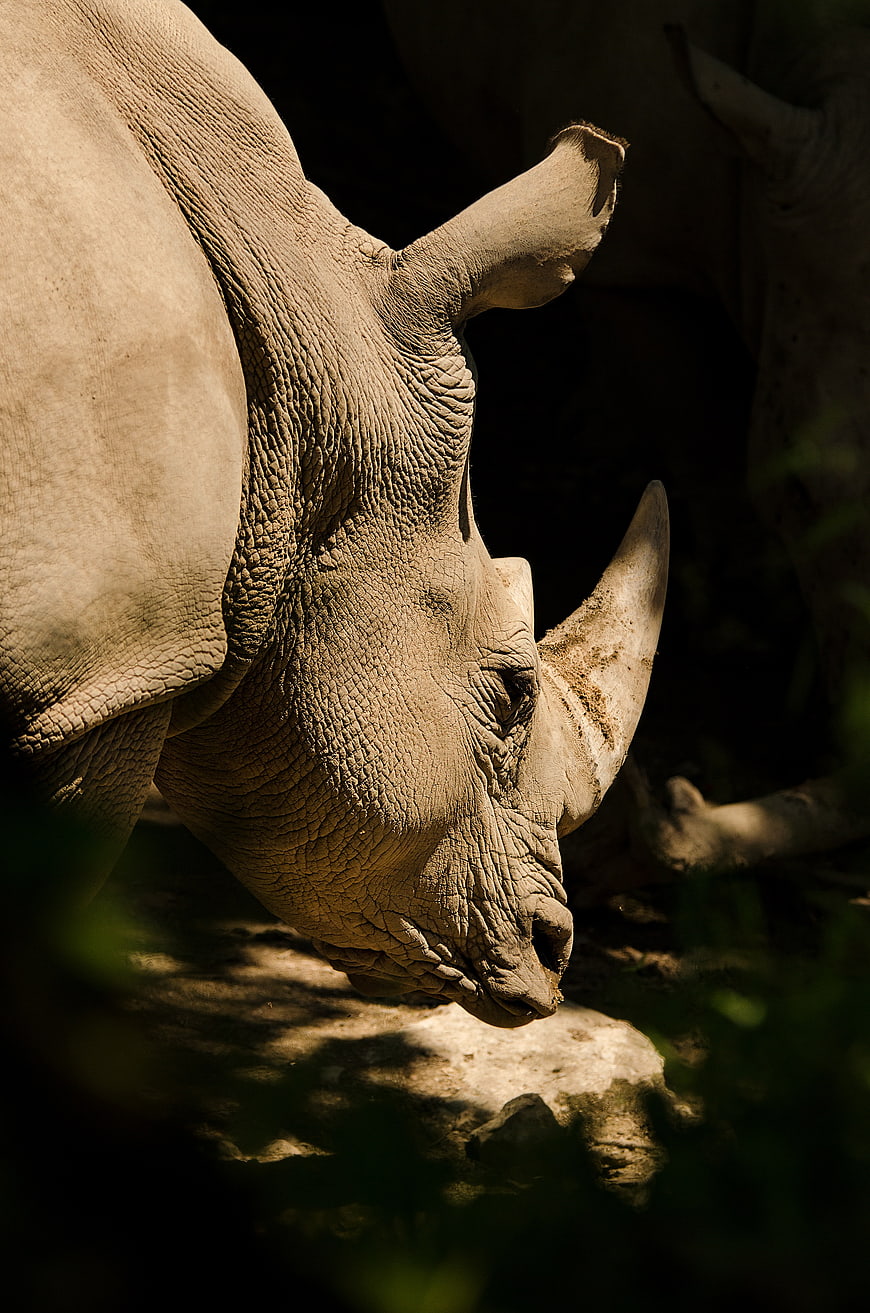 Close-up of a rhinoceros head in natural sunlight