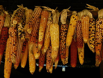 Hanging Dried Corn Cobs with Colorful Kernels
