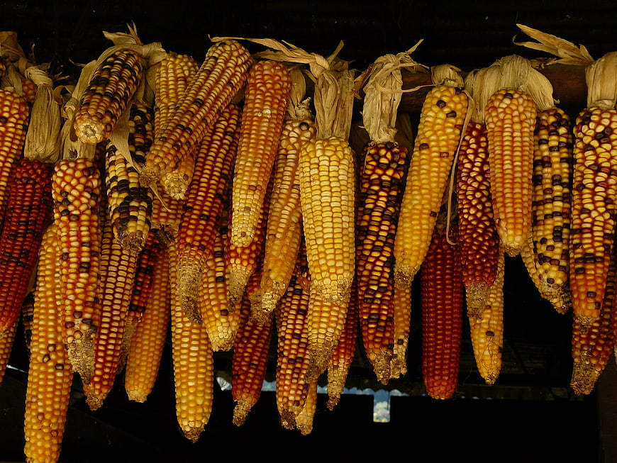 Hanging Dried Corn Cobs with Colorful Kernels