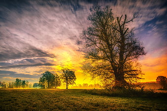 Dramatic sunset landscape with large tree silhouette and colorful sky
