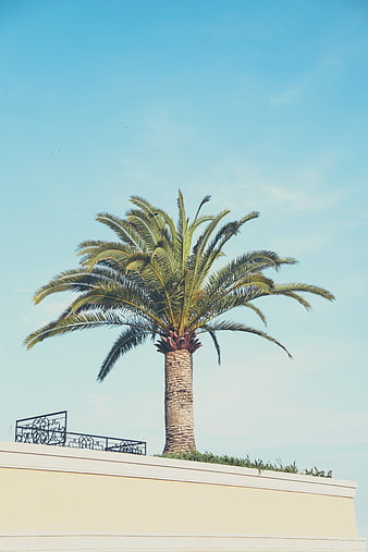 Lone Palm Tree Against Blue Sky on Building Roof