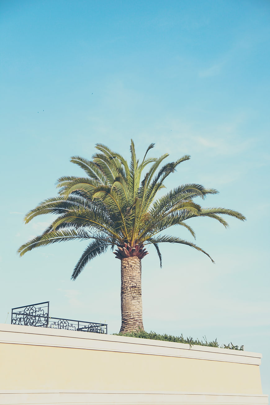 Lone Palm Tree Against Blue Sky on Building Roof