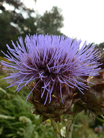 Close-up of a vibrant purple thistle flower in bloom