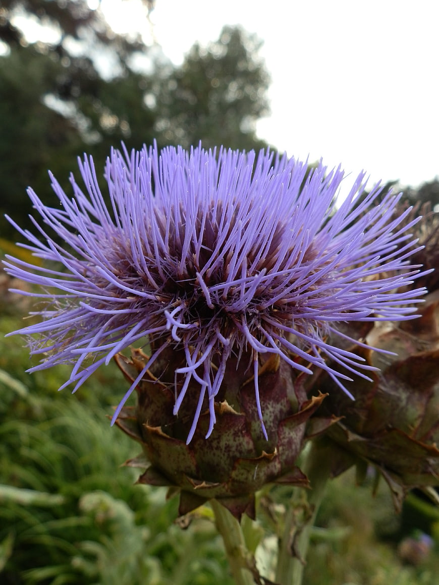Close-up of a vibrant purple thistle flower in bloom