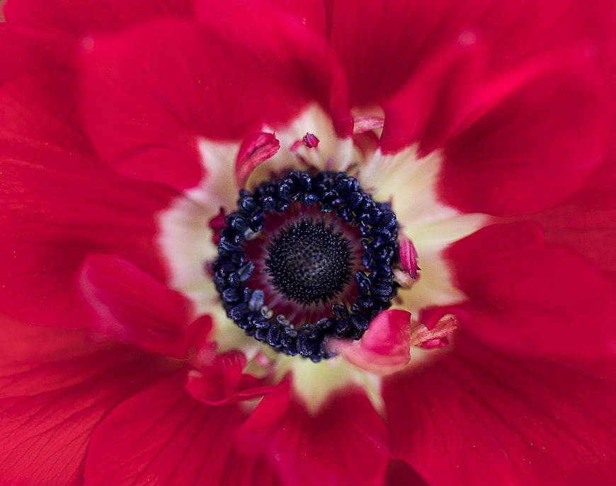 Macro Close-Up of Vibrant Red Anemone Flower Center