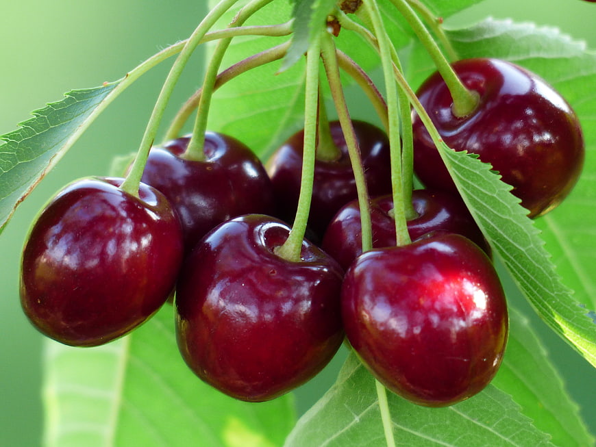 Fresh Red Cherries Hanging on Branch with Green Leaves